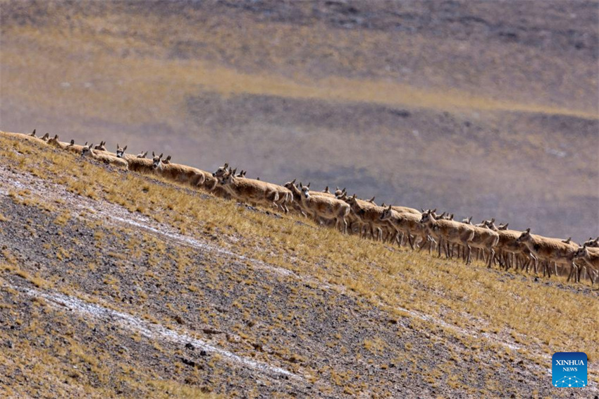 Antílopes tibetanas em migração em Xizang, na China
