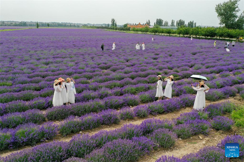 Festival de turismo de lavanda promove desenvolvimento econômico em Xinjiang