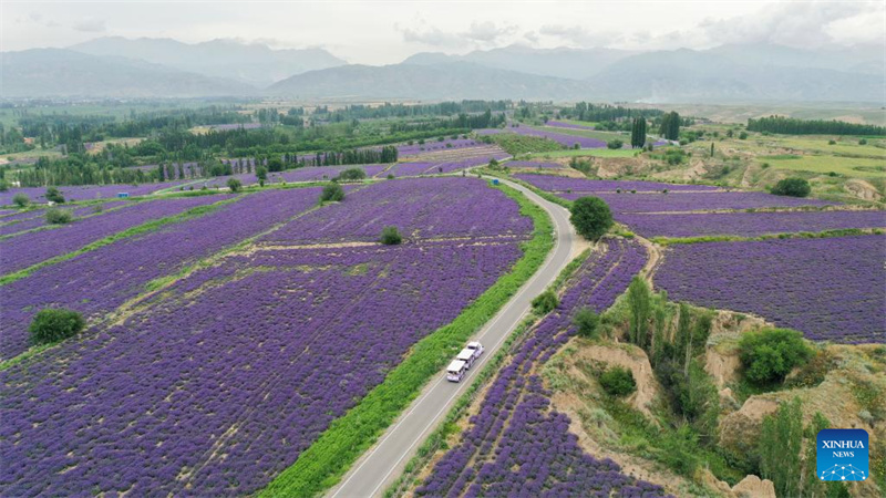 Festival de turismo de lavanda promove desenvolvimento econômico em Xinjiang
