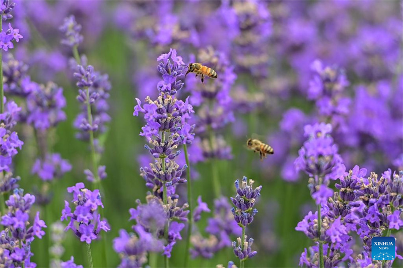 Festival de turismo de lavanda promove desenvolvimento econômico em Xinjiang