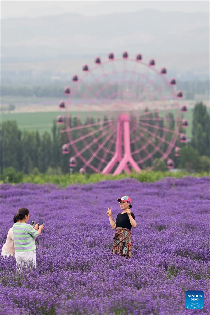 Festival de turismo de lavanda promove desenvolvimento econômico em Xinjiang