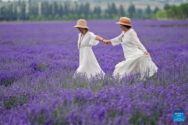 Festival de turismo de lavanda promove desenvolvimento econômico em Xinjiang