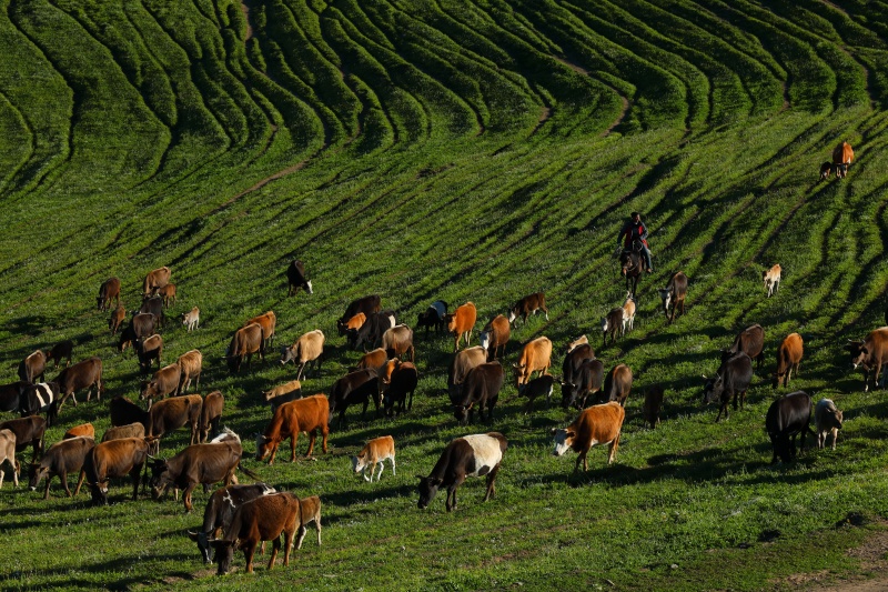 Transumância de verão tem início em Xinjiang