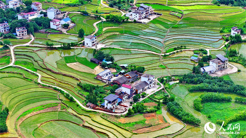 Belos terraços verdes em Jiangxi, sul da China