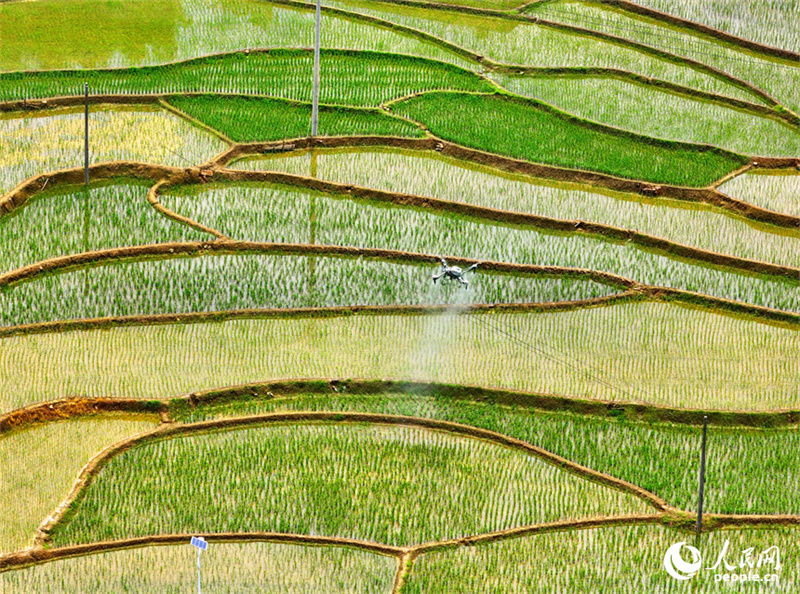 Belos terraços verdes em Jiangxi, sul da China