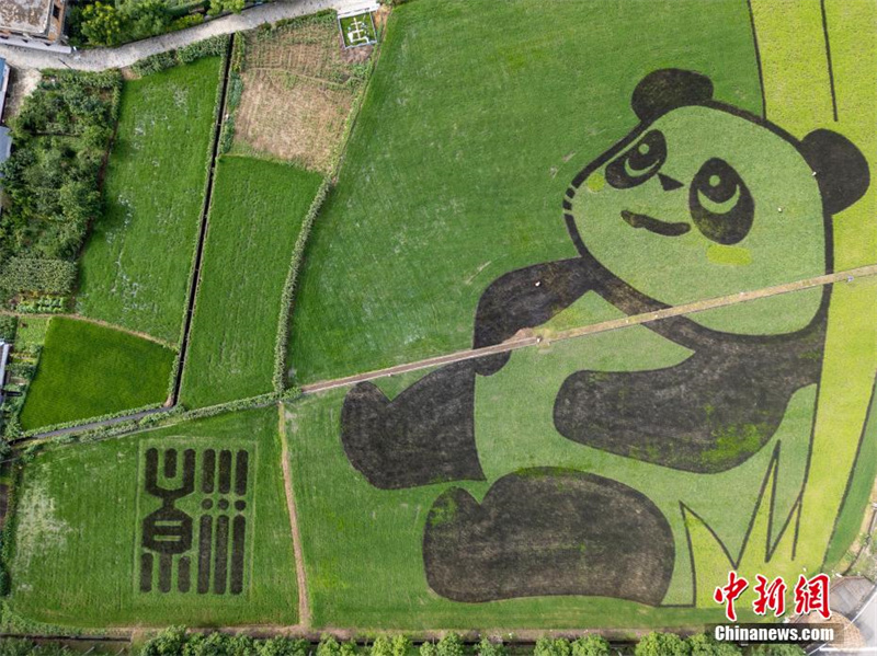 Chengdu: arrozais formam imagem de 