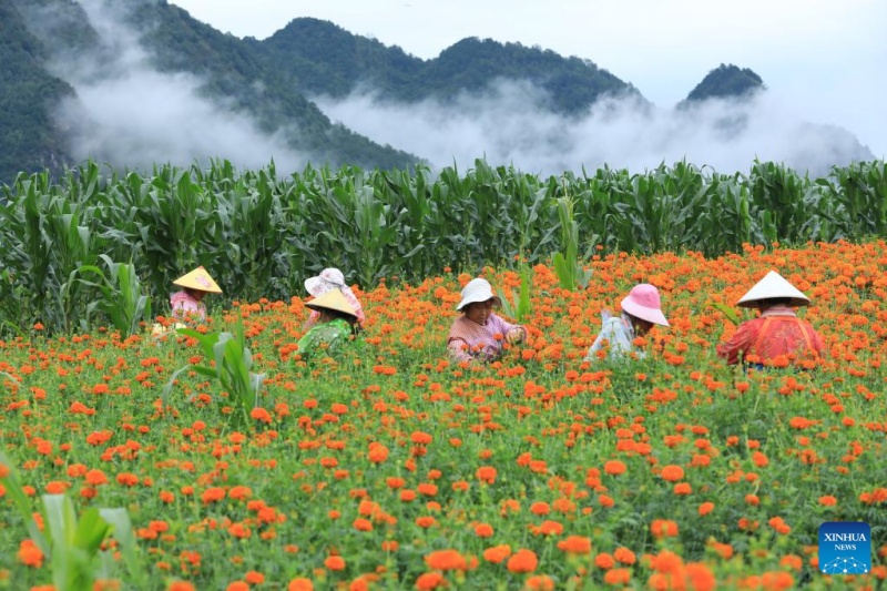 Agricultores chineses intensificam produção na temporada do Calor Maior, ou 