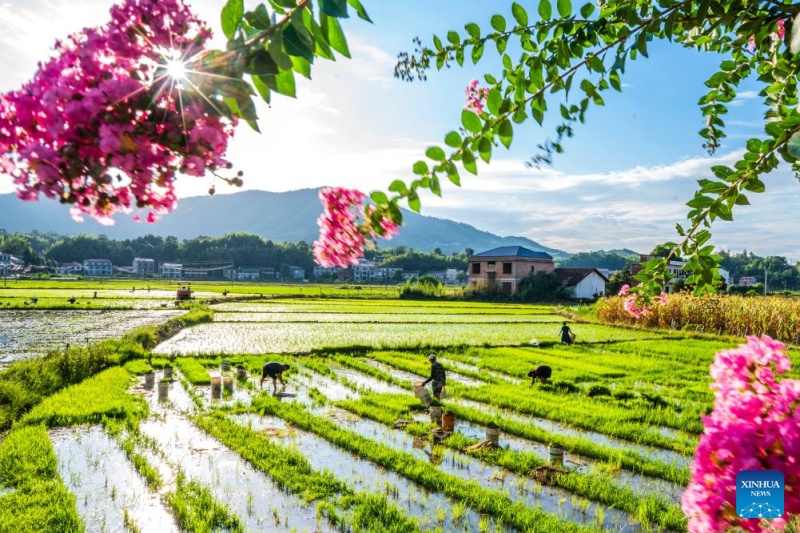Agricultores chineses intensificam produção na temporada do Calor Maior, ou 