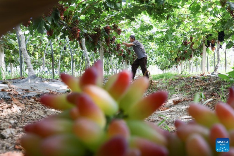 Agricultores chineses intensificam produção na temporada do Calor Maior, ou 