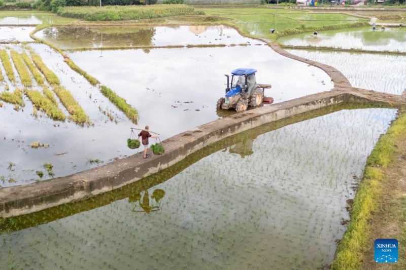 Agricultores chineses intensificam produção na temporada do Calor Maior, ou 