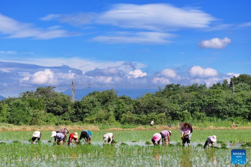 Agricultores chineses intensificam produção na temporada do Calor Maior, ou 