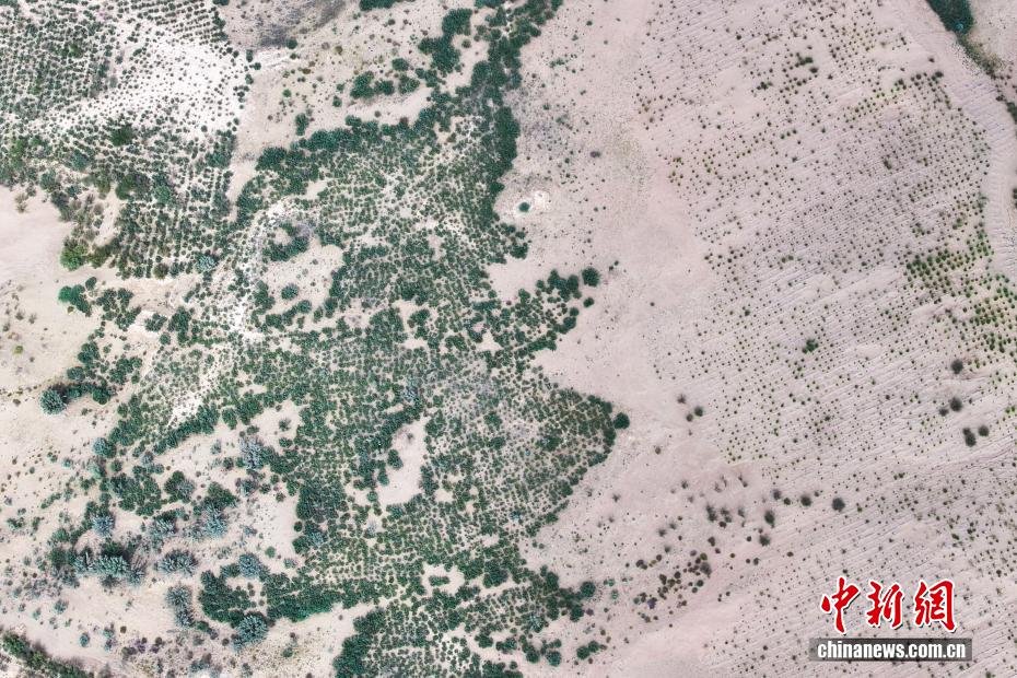Shazhuyu: exemplo nacional na luta contra desertificação no noroeste da China
