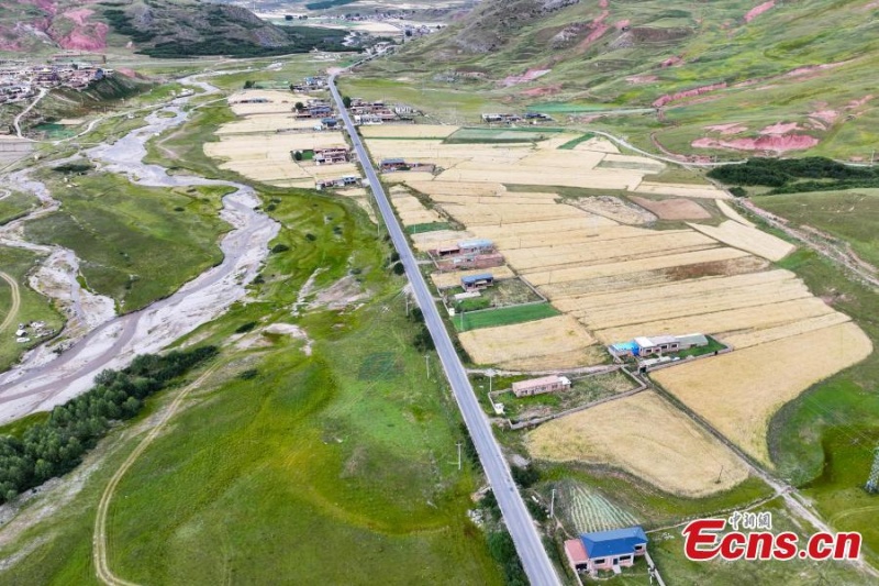 Amadurece cevada das terras altas em Yushu, noroeste da China