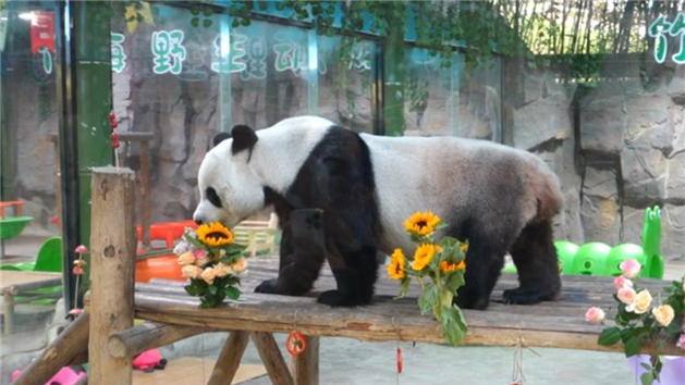 Panda gigante Ling Yan completa 8 anos na China