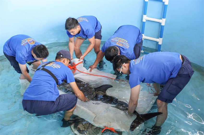 Golfinho encalhado é devolvido à natureza em Hainan