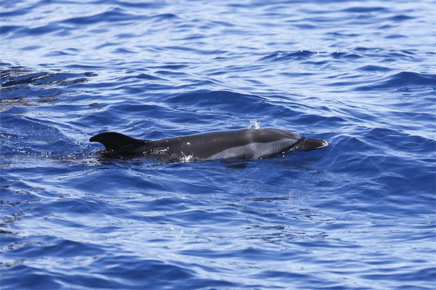Golfinho encalhado é devolvido à natureza em Hainan