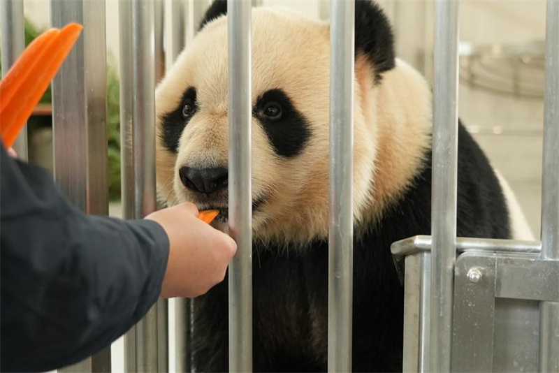 Nova base de pandas inicia operação experimental no sudoeste da China