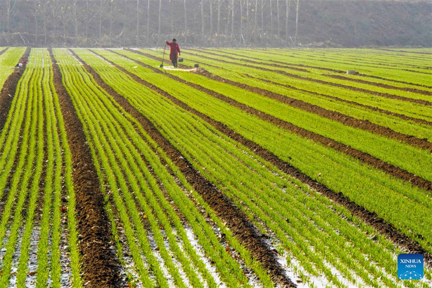 Uma agricultora irriga um campo de trigo de inverno na cidade de Zunhua, província de Hebei, norte da China, em 11 de novembro de 2025.