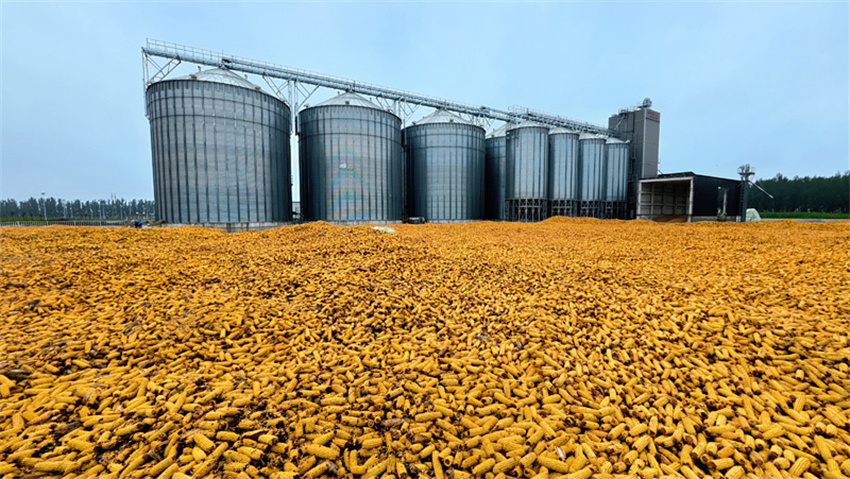 Produção de grãos da China ultrapassa 714 milhões de toneladas em 2025