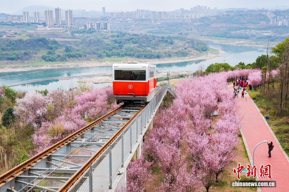 Galeria: funicular turístico cruza área repleta de flores na chegada da primavera em Chongqing
