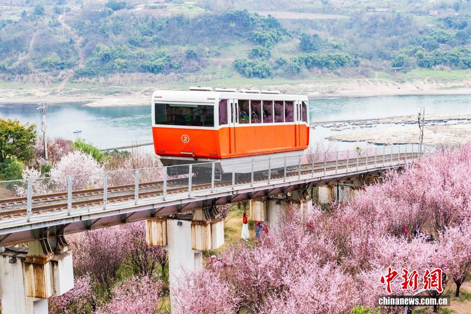Galeria: funicular turístico cruza área repleta de flores na chegada da primavera em Chongqing