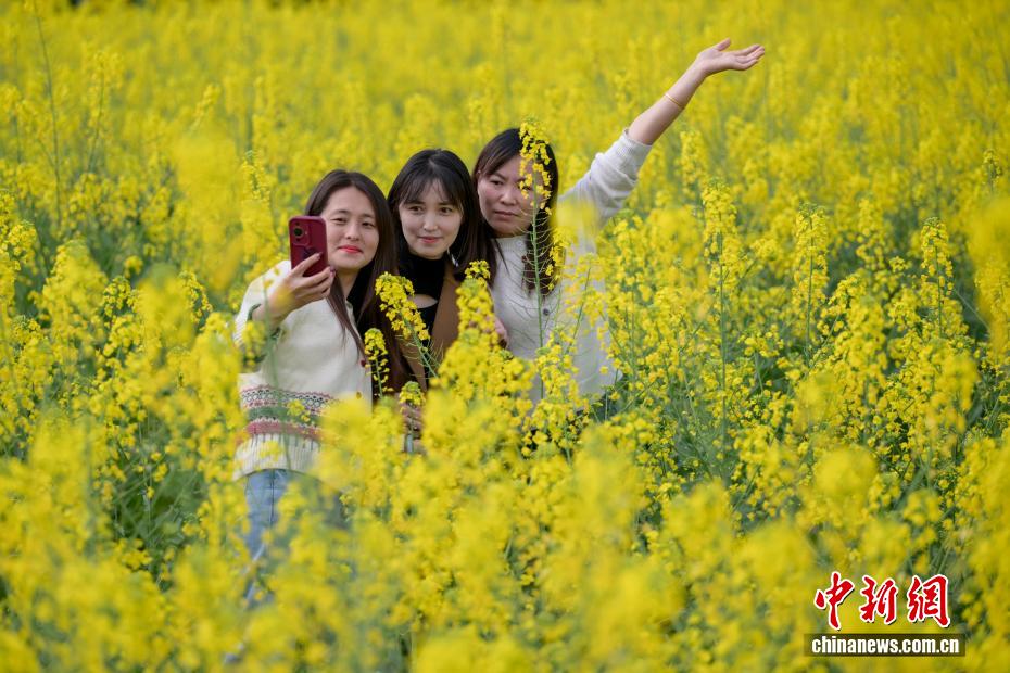 Campos de colza florescem, atraindo visitantes na província de Sichuan