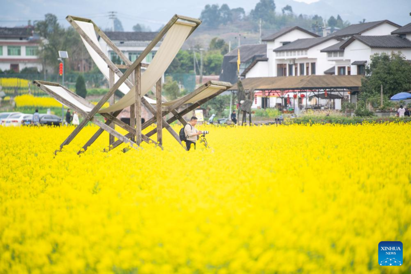 Galeria: campos de flores de colza florescem em Chongqing, sudoeste da China