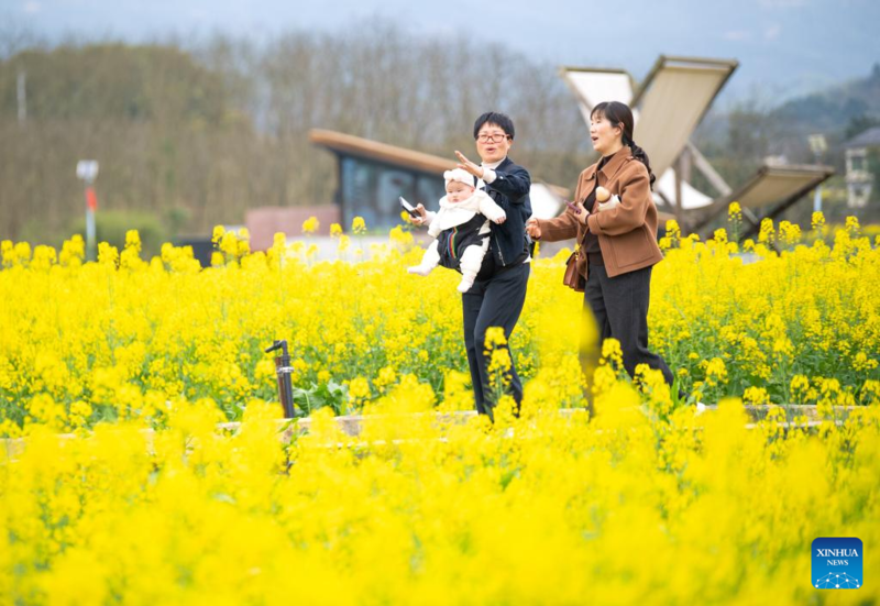 Galeria: campos de flores de colza florescem em Chongqing, sudoeste da China