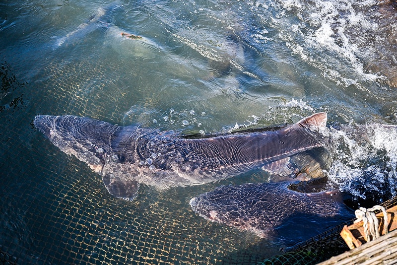Base em Chongqing protege espécies raras do rio Yangtze