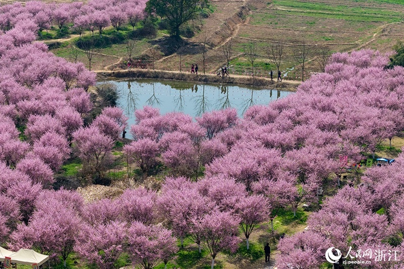 Campos floridos impulsionam turismo rural no leste da China