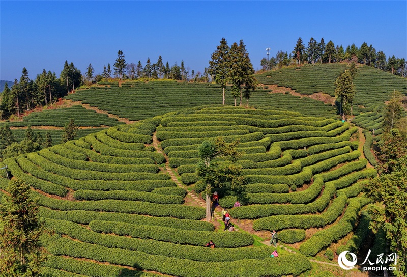 Agricultores se ocupam da colheita de chás antes do Festival Qingming em Jiangxi, leste da China