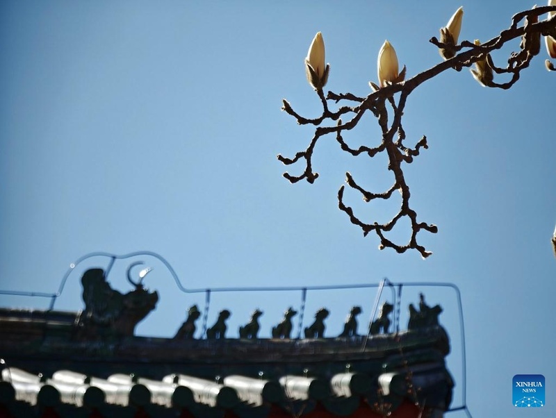 Galeria: primavera no Parque do Templo do Céu, em Beijing