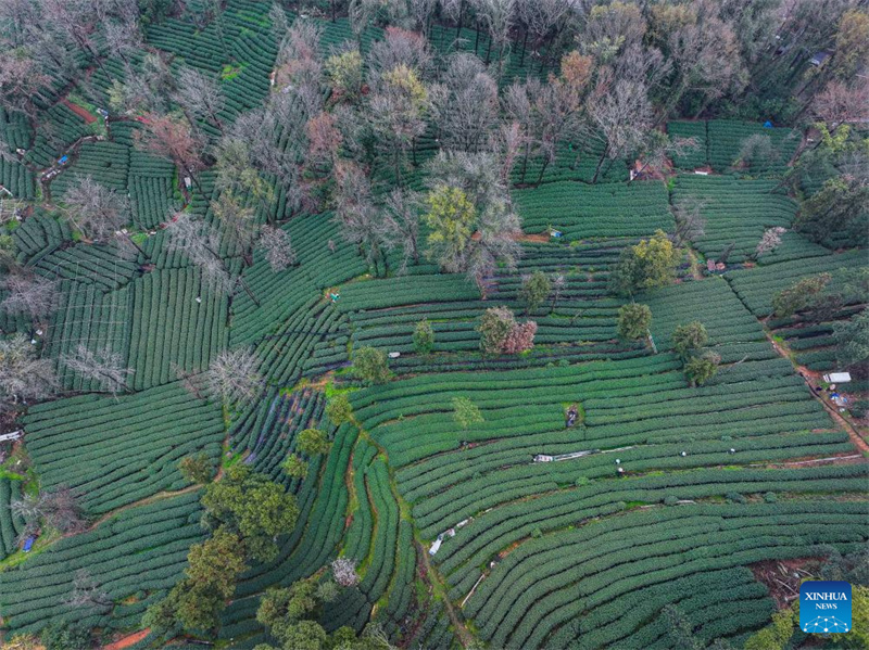 Agricultores colhem chá Longjing do Lago Oeste em Hangzhou, leste da China