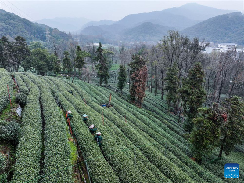 Agricultores colhem chá Longjing do Lago Oeste em Hangzhou, leste da China