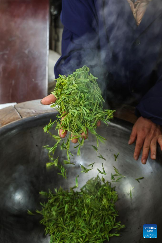 Agricultores colhem chá Longjing do Lago Oeste em Hangzhou, leste da China