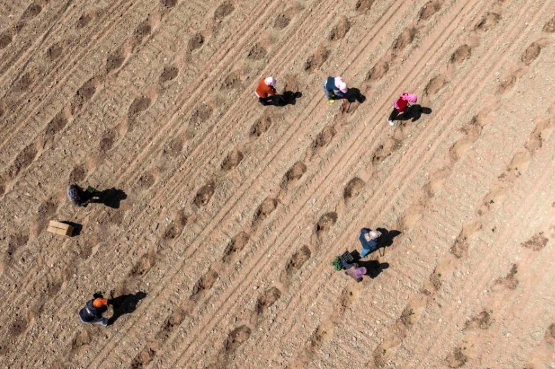 Vista aérea mostra agricultores plantando melancias Xisha na cidade de Xingren, no distrito de Shapotou, cidade de Zhongwei, na Região Autônoma Hui de Ningxia, noroeste da China, em 6 de abril de 2026. (Foto: Wang Peng/Xinhua)