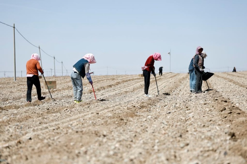 Plantio da melancia Xisha iniciado em Ningxia, no noroeste da China