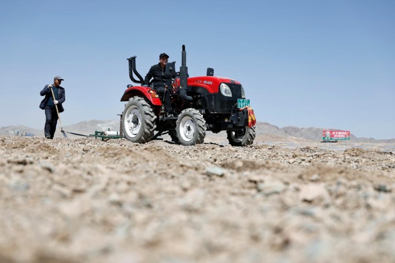 Plantio da melancia Xisha iniciado em Ningxia, no noroeste da China