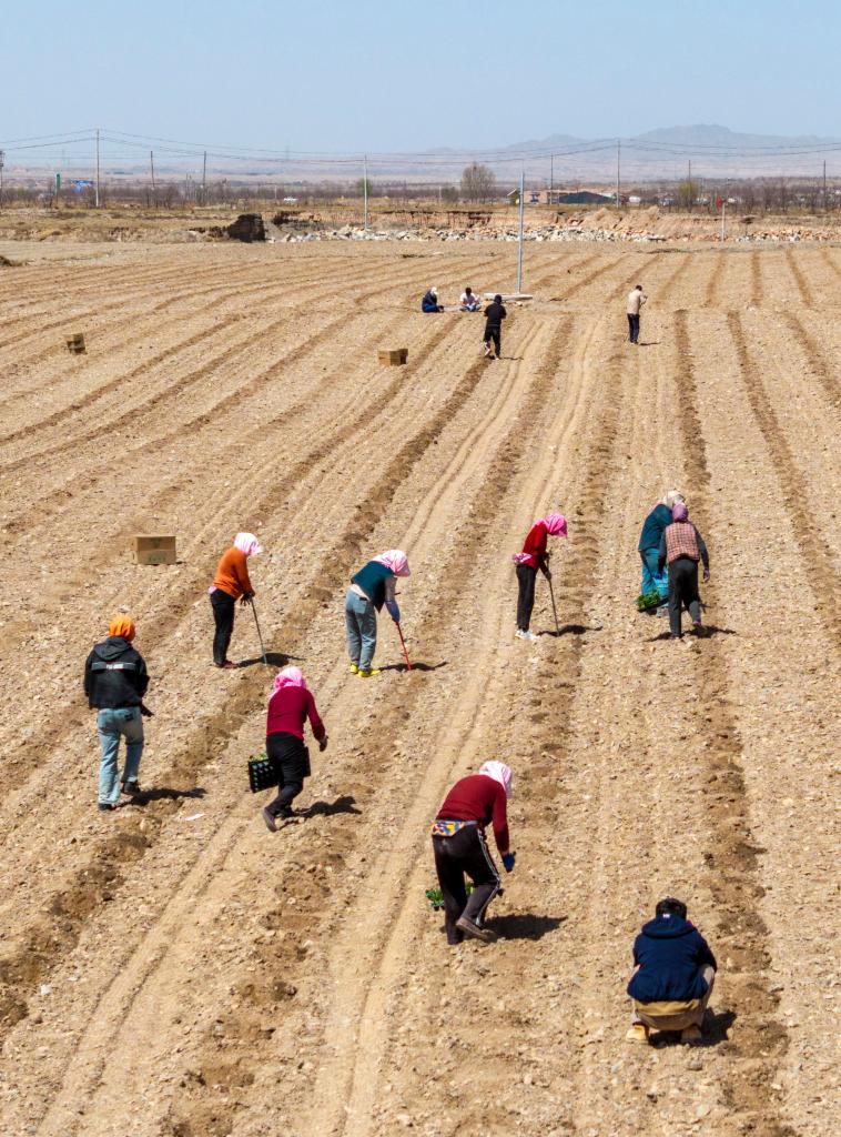Plantio da melancia Xisha iniciado em Ningxia, no noroeste da China