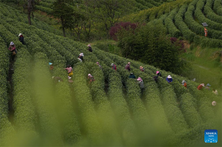 Chá branco entra na temporada de colheita em Anji, Zhejiang, leste da China