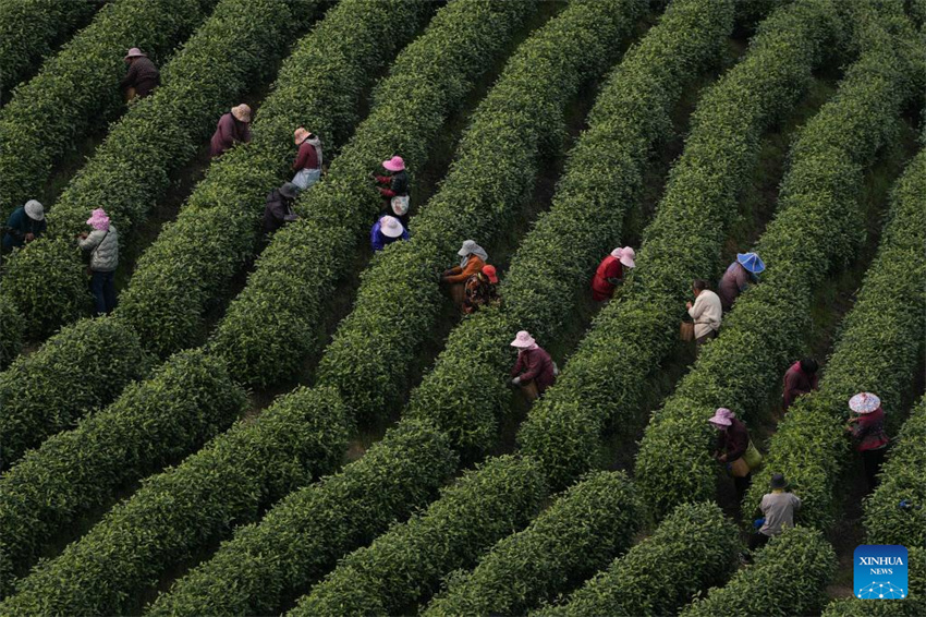 Chá branco entra na temporada de colheita em Anji, Zhejiang, leste da China