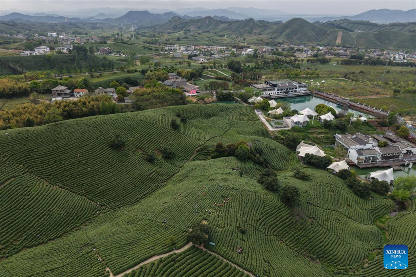 Chá branco entra na temporada de colheita em Anji, Zhejiang, leste da China