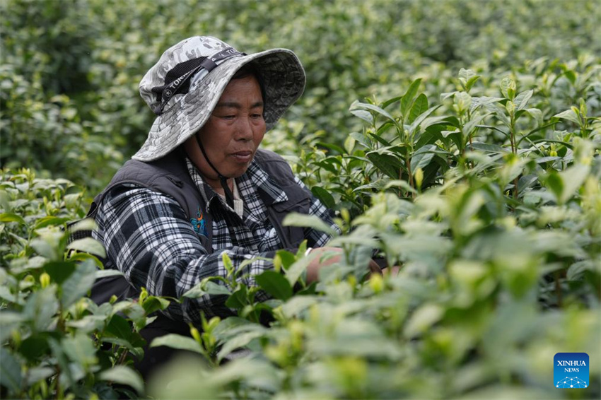 Chá branco entra na temporada de colheita em Anji, Zhejiang, leste da China