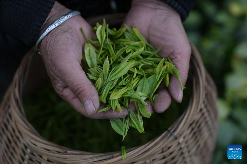 Chá branco entra na temporada de colheita em Anji, Zhejiang, leste da China