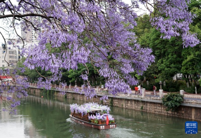 Mar de flores roxas atrai turistas para Kunming