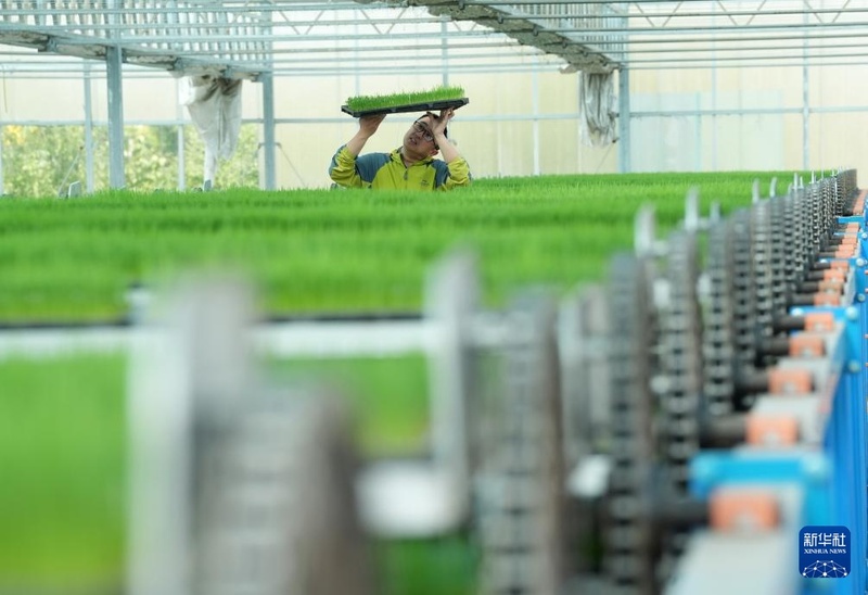 Início do verão marca temporada de plantio de arroz em Hebei