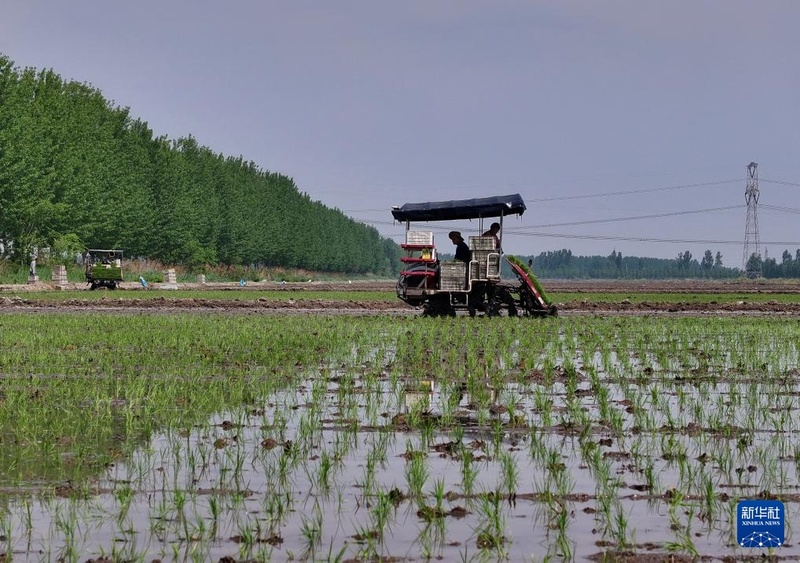 Início do verão marca temporada de plantio de arroz em Hebei
