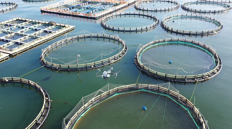 Corvinas-amarelas-grandes de Wenzhou desfrutam de refeições entregues por drones Um drone totalmente carregado com ração alçou voo na quarta-feira (13) em direção a uma distante base de aquicultura em gaiolas de águas profundas para realizar uma operação de alimentação.