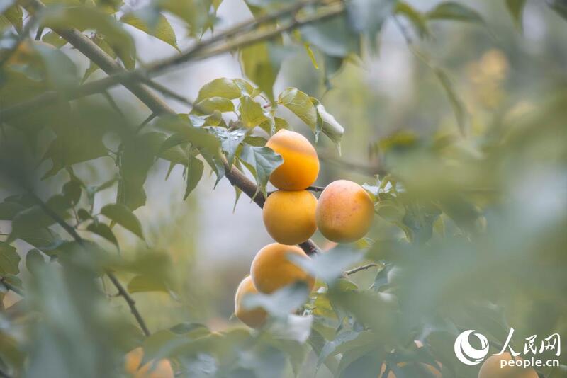 Safra de ameixas-verdes colore campos em Fujian