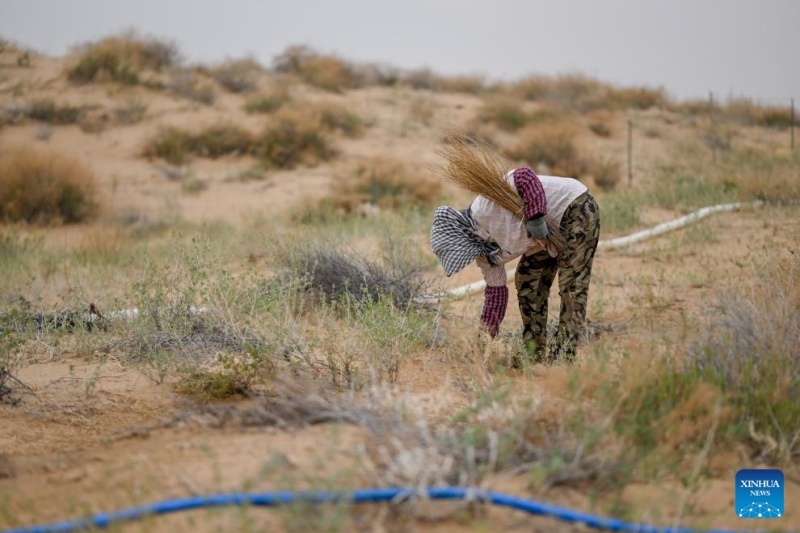 Mongólia Interior: gestão ecológica do Deserto de Ulan Buh obtém novos avanços